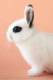 《杀手3》光追测试 2K分辨率3080也无法流畅运行